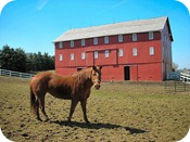 horse and barn