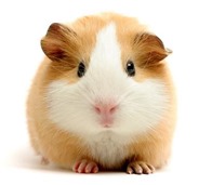 guinea-pig-5